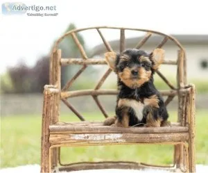 PLAYFUL YORKIE PUPPIES FOR YOU