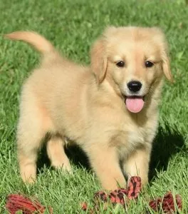 AKC Golden Retriever puppies ready to go now.