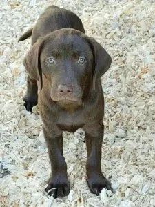 AKC Champion Bloodline Lab Puppies