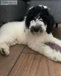 Medium Poodle