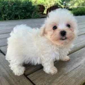 Maltese puppies for sale