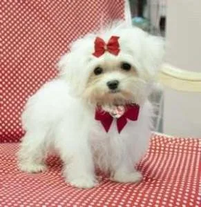 Top Quality Male and Female Maltese Terrier Pups