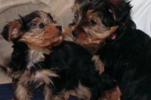 Male and Female teacup yorkie puppies ready to go to any loving 