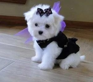 Miniature Maltese Puppies Available