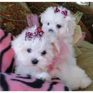 Very Tiny Teacup Maltese Puppies Now Available