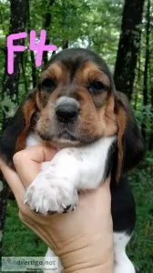 AKC Basset Hound Puppies in NC