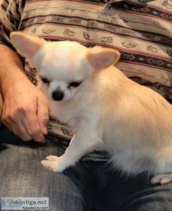 Chihuahua