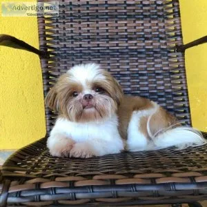 Priceless shih tzu puppies