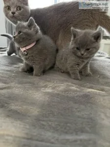 British shorthair kitten