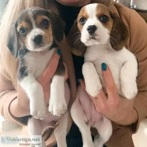 Beautiful Beagle Pups Available