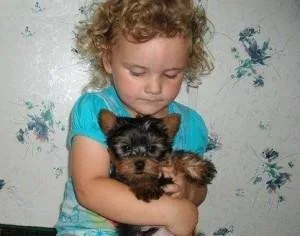 Affordable and lovely Yorkie Puppies beautiful and handsome For 