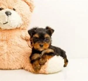 X-mass teacup yorkie puppies for adoption