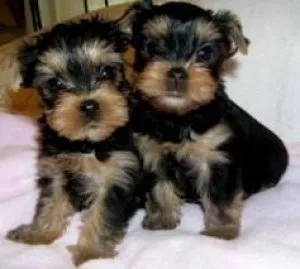 Wonderful and Cute Yorkshire Terrier Puppies For X-mass
