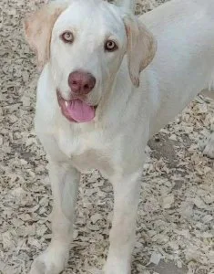 AKC Labrador Retriever Puppies