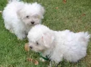 Pure White Maltese Ready for New Home