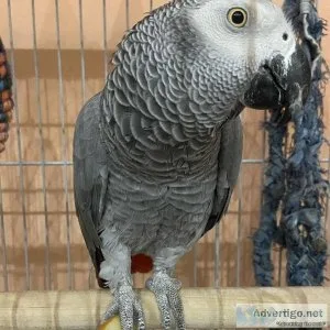 African Gray