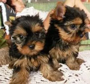 x.mas teacup yorkie pupy for a good and loving home 200.00