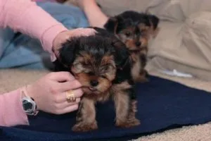 Adorable Yorkie puppies ready for adoption