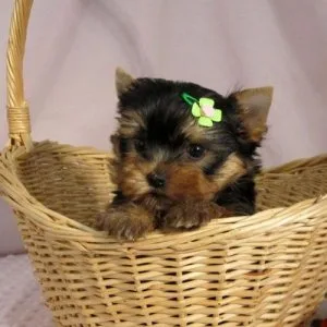 Nice Charming Yorkie Puppies for Caring Home this X mass