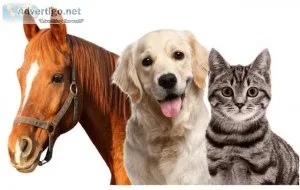 Best pet care products