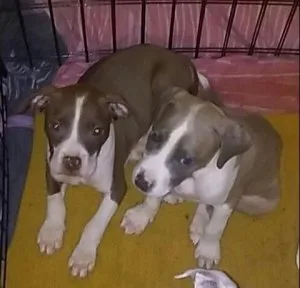 Pit Bull puppies