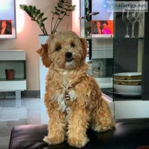 Maltipoo Puppy