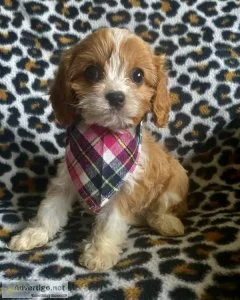 F1B Cavapoo puppies