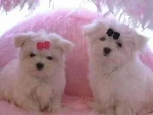 lovely maltase puppies for re-homing