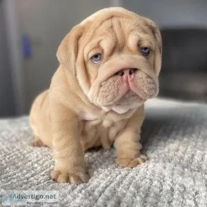 Beautiful English bull dog Puppies