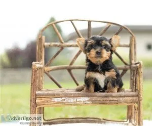 2 Cute AKC Yorkshire Terrier Puppies