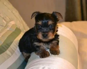 AKC Registered Male And Female Baby Face Teacup Yorkie Puppies