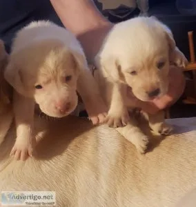 Labrador Retriever puppies