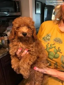 Red Toy Poodle