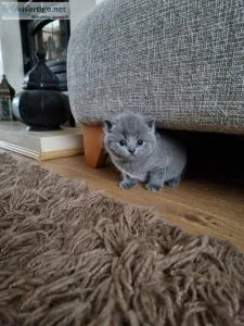 Very sweet British shorthair kitten