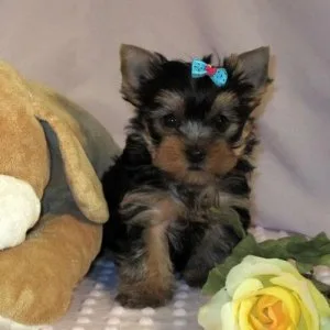 celebrity xmas Supper Cute Male and Female yorkie Puppies Pendin