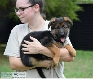 Well Trained German Shepherd puppies for sale.