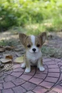 Chihuahua s puppies for sale