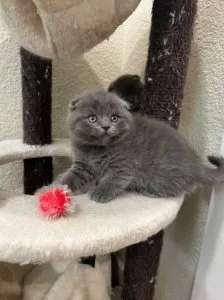 Scottish fold kittens