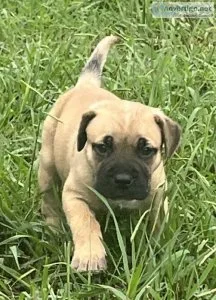 Cane Canario puppies