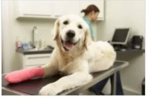 Wellness Examination In Dogs - Powell Veterinary Service In USA
