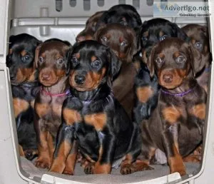 DOBERMAN PUPPIES FOR SALE