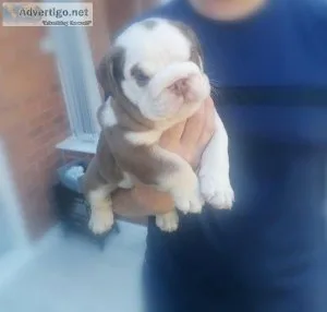 3 English bulldog puppies looking for their forever home