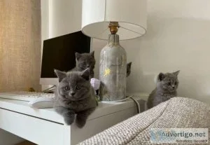 Adorable British shorthair kitten