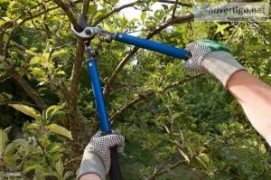 Get Aesthetic Appearance with Tree Pruning Service in La Puente