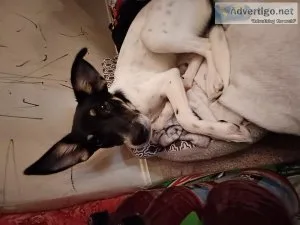 Mixed Puppy Needs Home ASAP