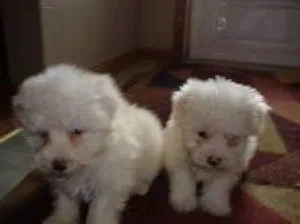 Lovely Toy-Size Maltese Puppies