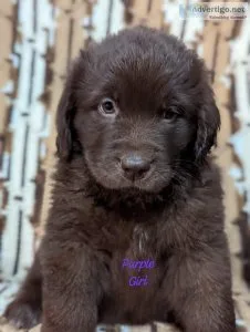 NEWFOUNDLAND PUPPIES