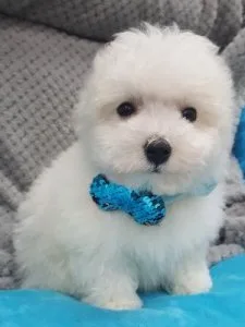 Purebred bichon Frise puppies  ADORABLE