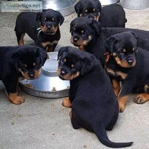 Strong and wise home Rottweiler puppies.