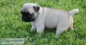 Sweet pug pups available
